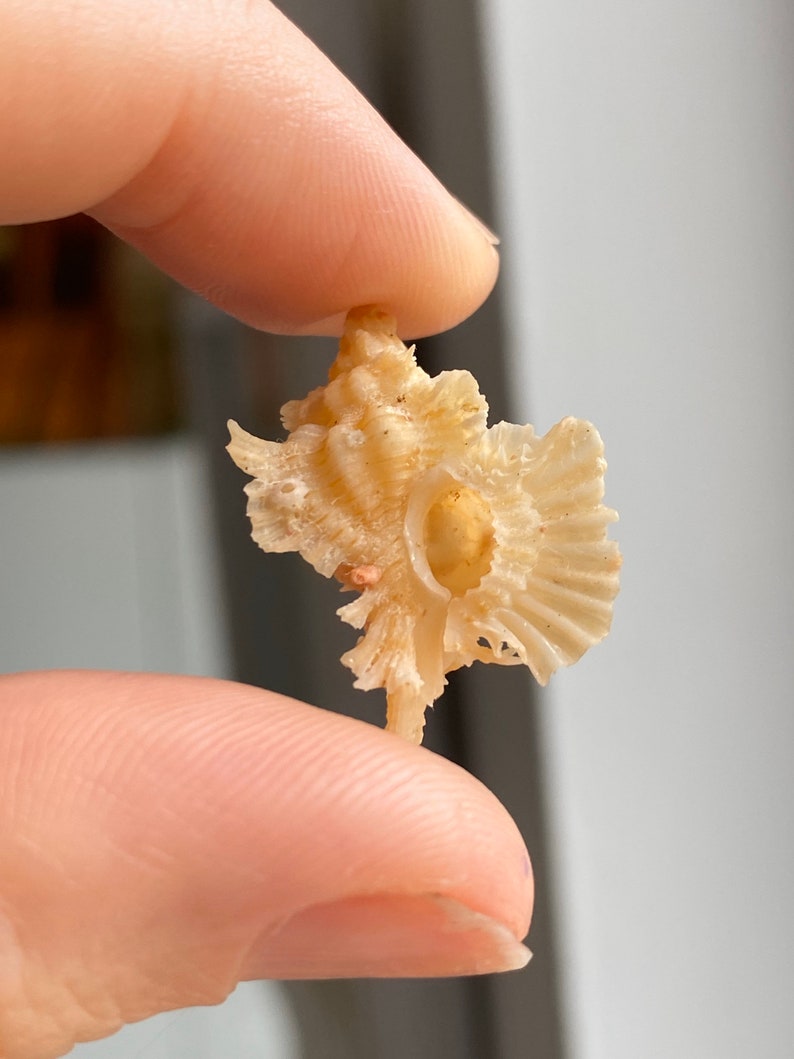 Chicoreus Celinamarumai Murex Seashell 27.3mm Rare Specimen Unique Collector/'s Piece Statement Item