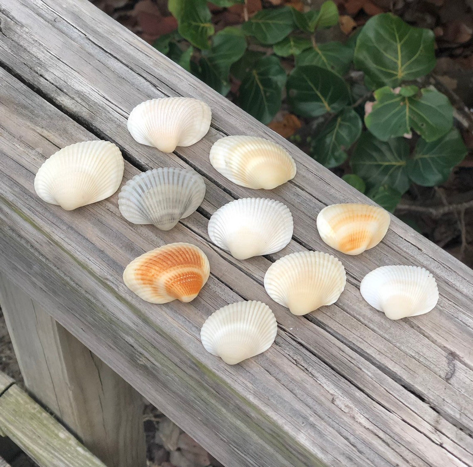 Seashell Incongruous Ark & Cut-ribbed Ark Seashells anadara - Etsy