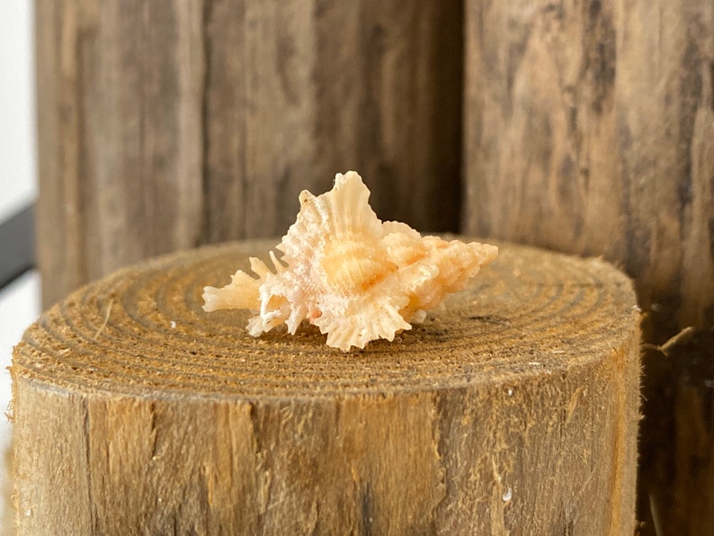 Chicoreus Celinamarumai Murex Seashell 27.3mm Rare Specimen Unique Collector/'s Piece Statement Item