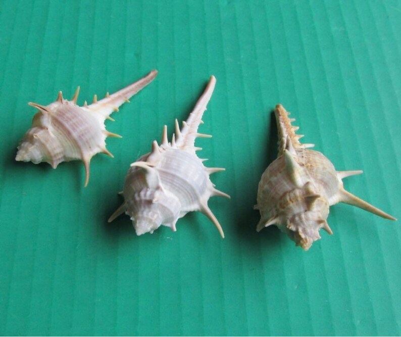 Rare Seashell | 3-4quot; Murex Terpinspina | 1 Piece | Shell Rare Seashell | 3-4quot; Murex Terpinspina | 1 Piece | Shell