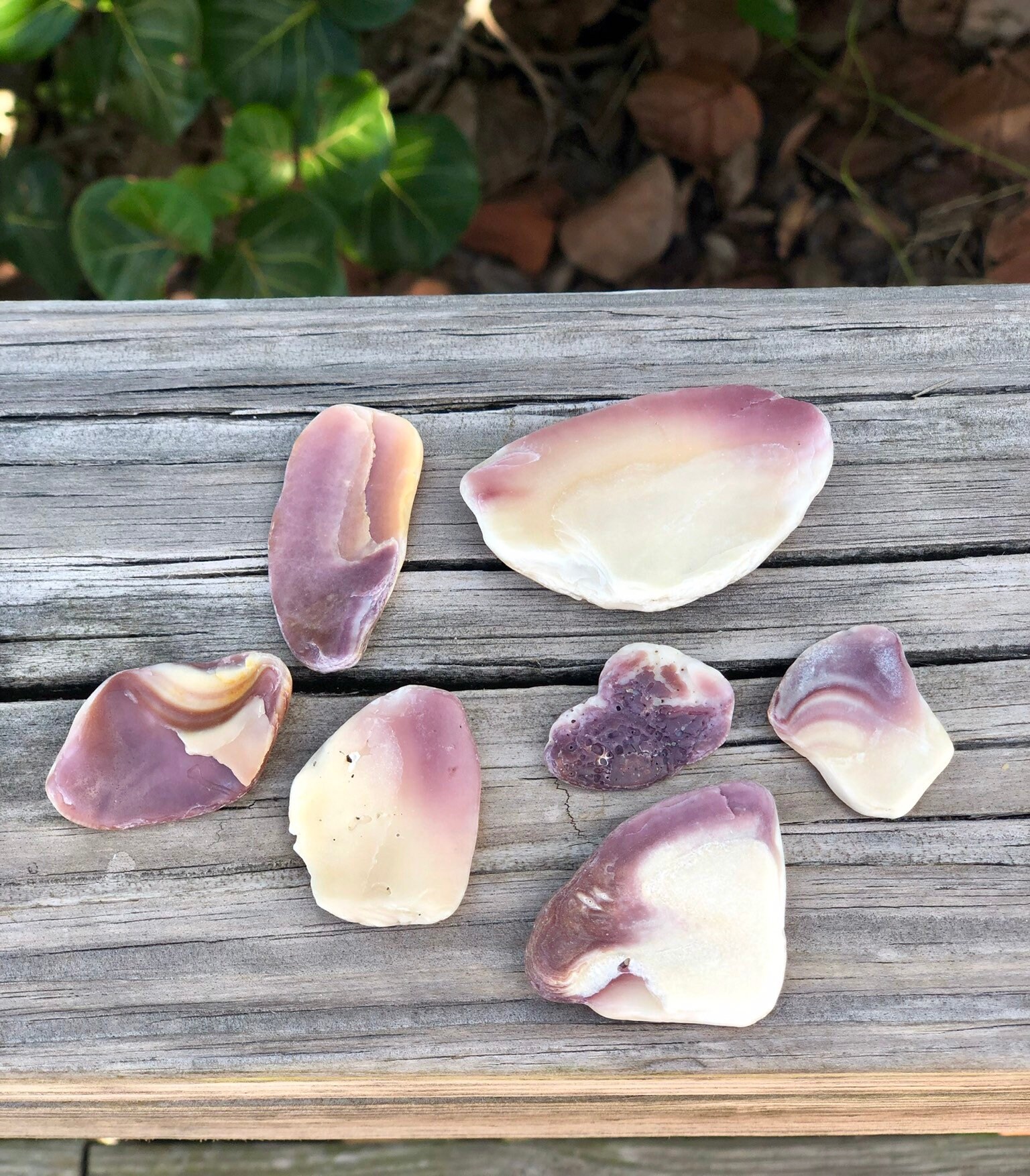 Northern Quahog bait clam or wampum 10 Pieces