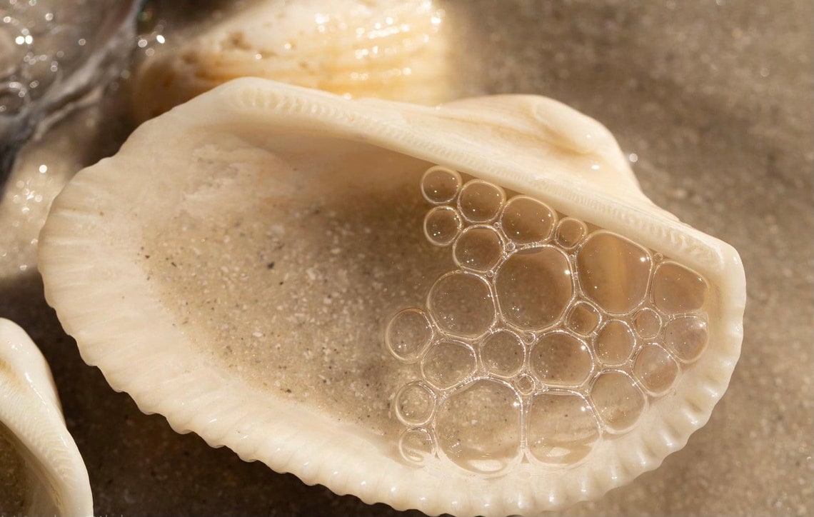 Seashell Incongruous Ark & Cut-ribbed Ark Seashells anadara - Etsy