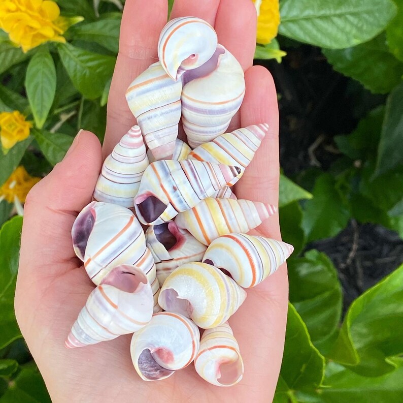 Seashell Candy Cane Land Snails Liguus virgineus 1 Piece Etsy