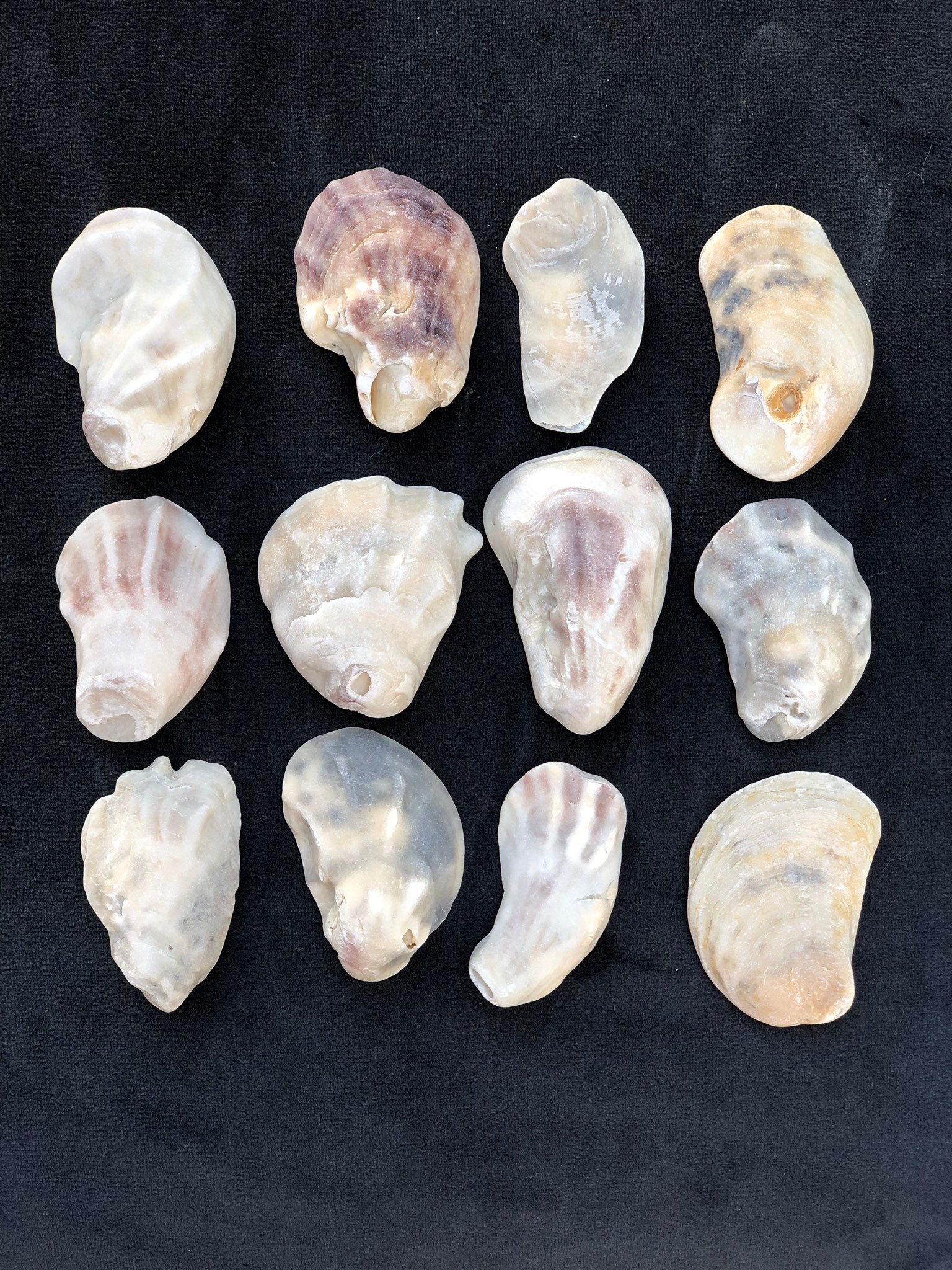 Eastern Oyster Shells | 10oz Bag