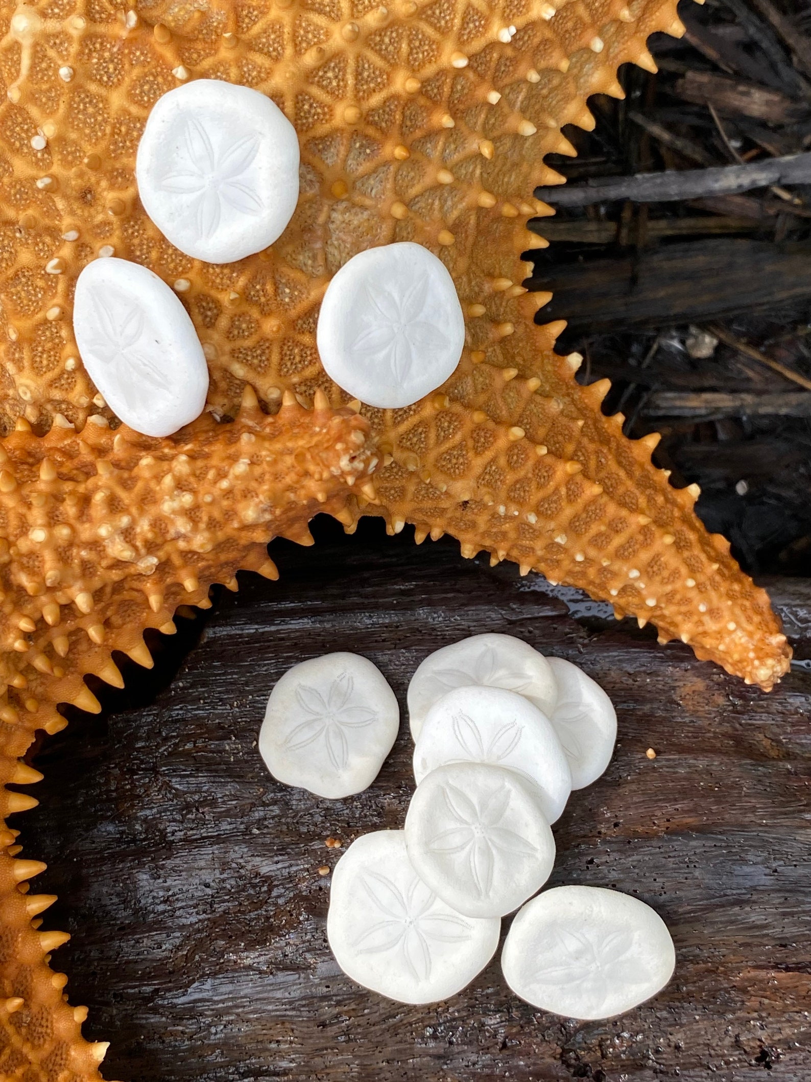 Nature Collection Sea Biscuit/ Sea Cookie/Snapper Biscuit/ Etsy