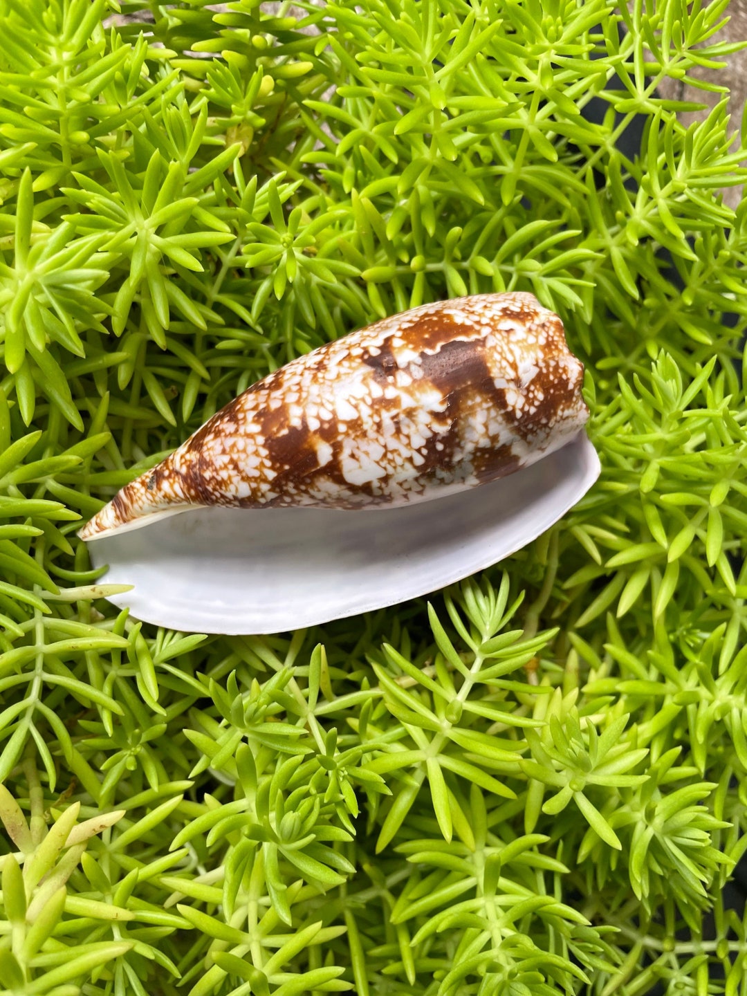 1 ONE RARE Small Geography Cone/geographer Cone conus Etsy