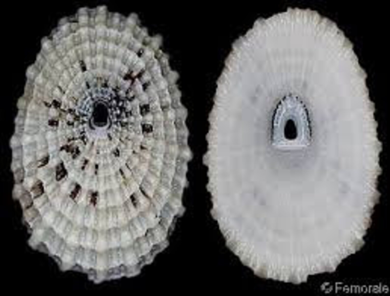 Seashell Lister's Keyhole Limpet 1 Piece Florida Etsy