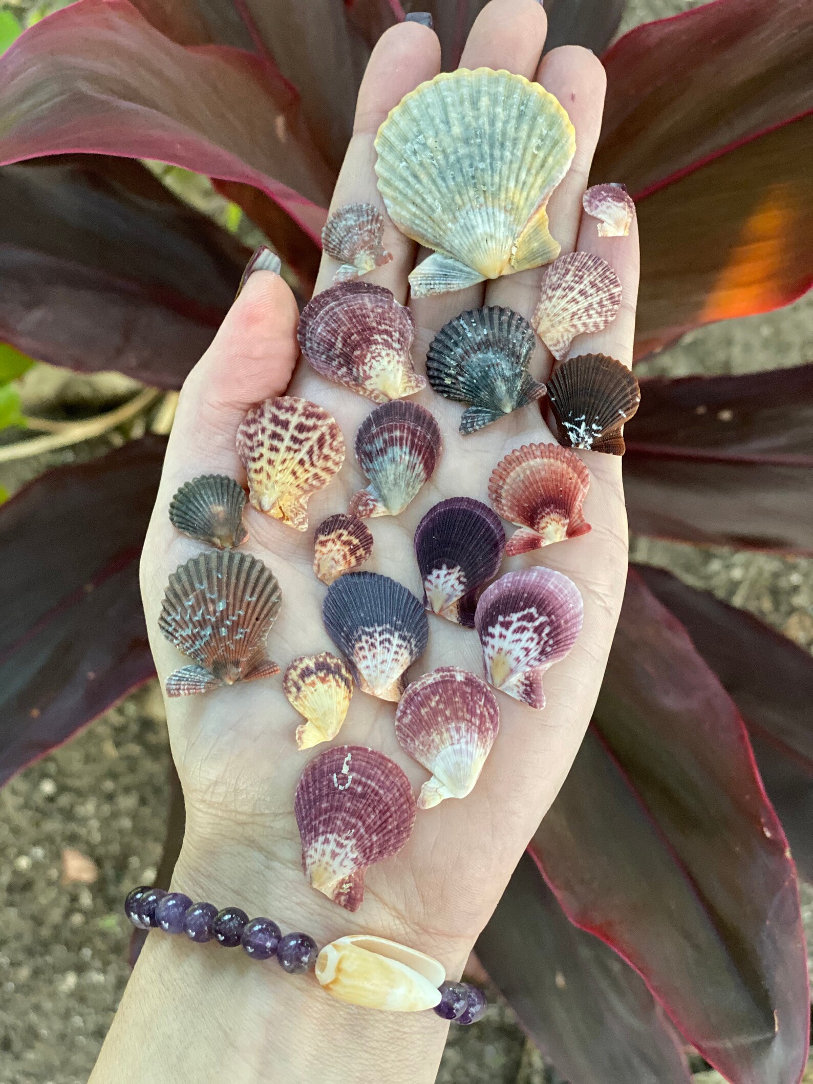 valuable seashells