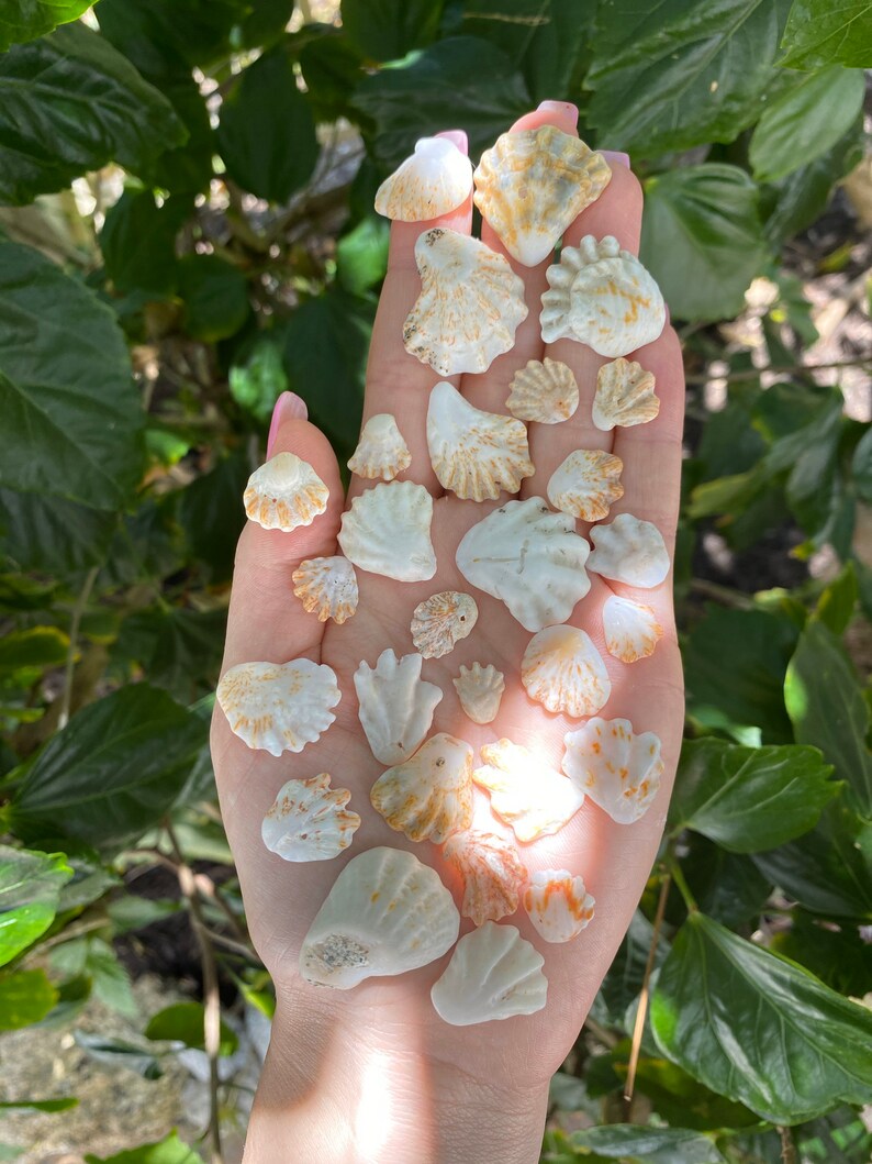 Seashell Atlantic Kitten Paw plicatula Gibbos Seashells | Etsy