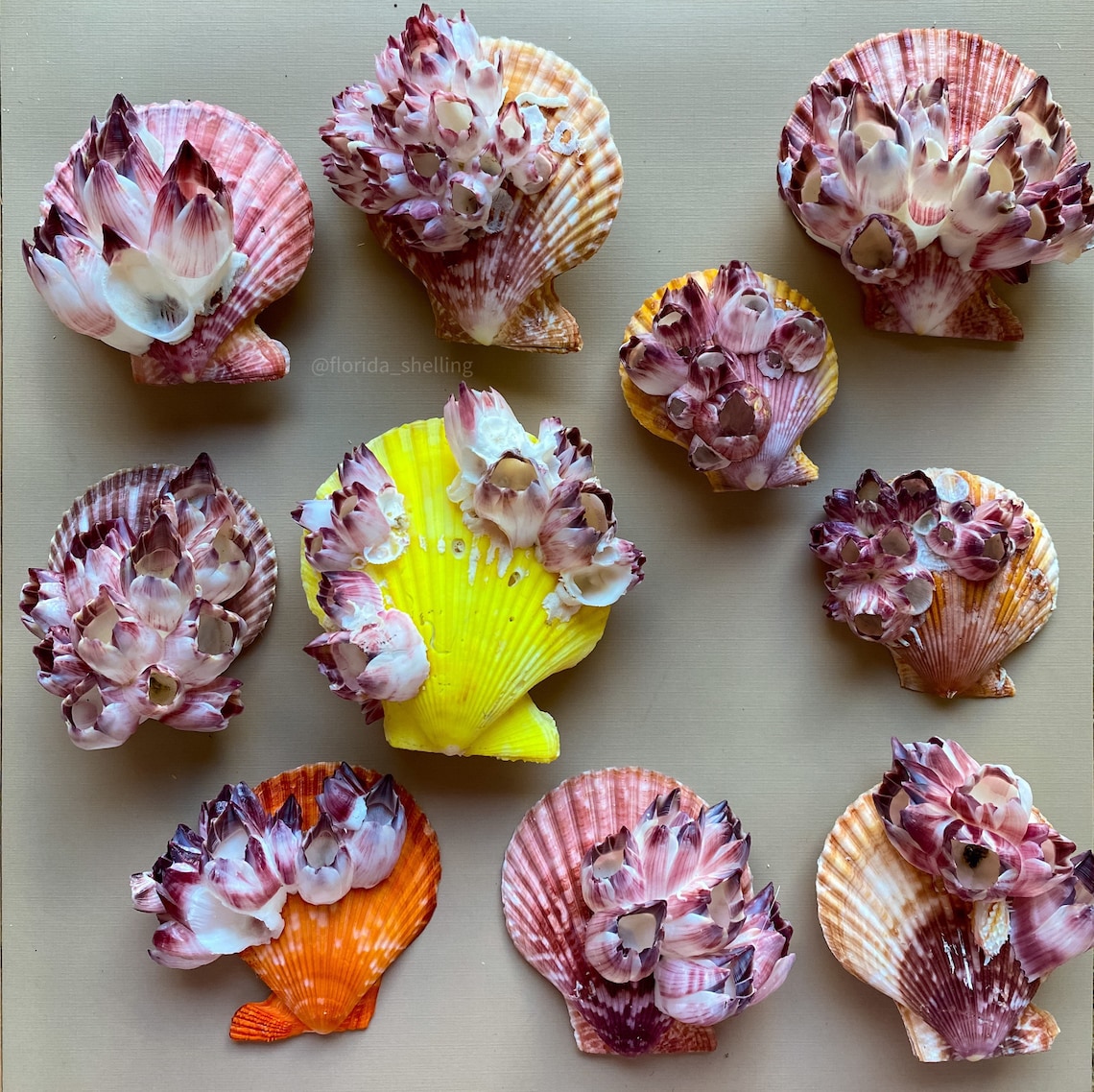 12 Conchiglie Di Capesante Bianche 9-10 Cm | Decorazioni Naturali Per Artigianato E Feste