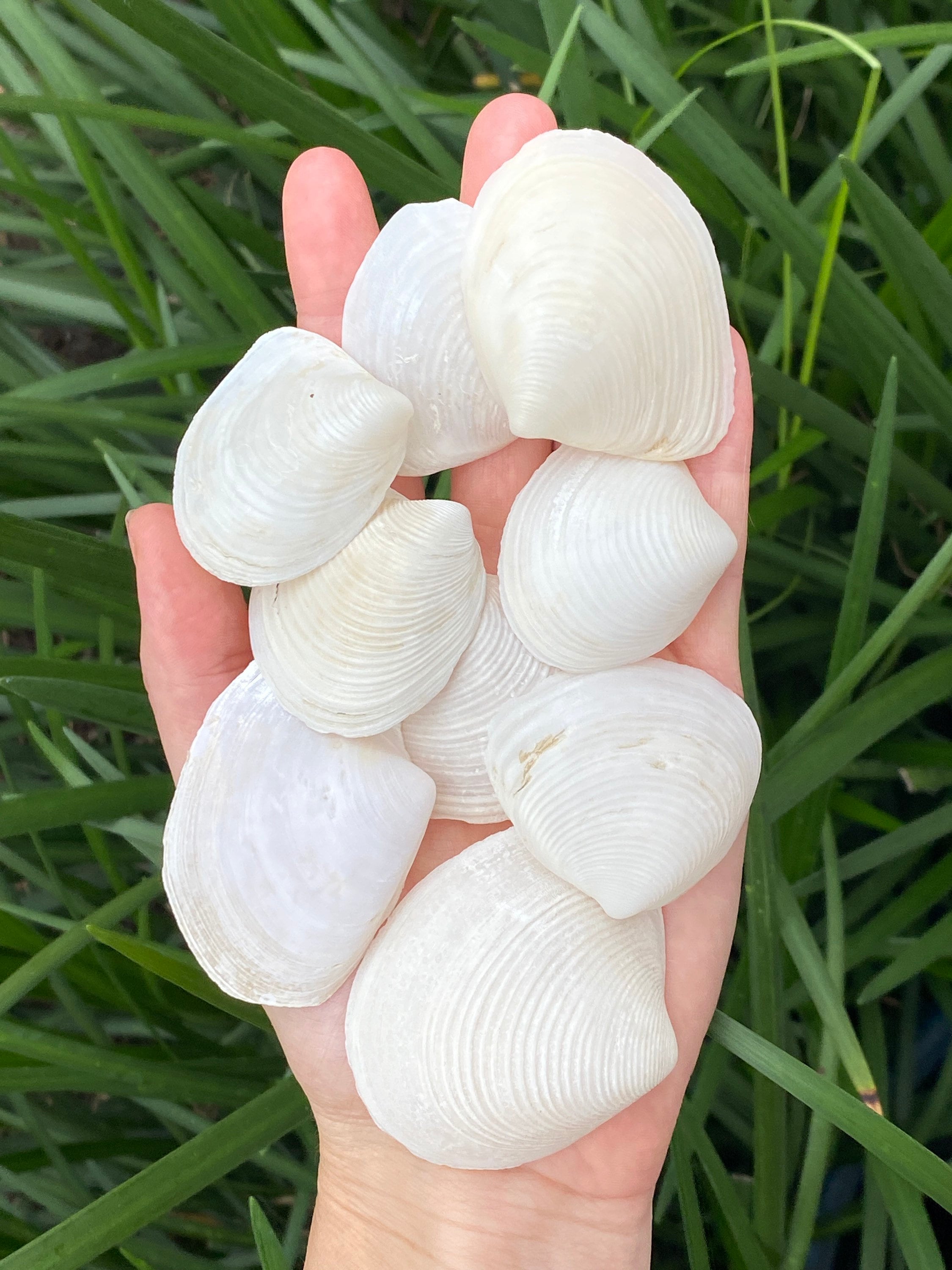 Seashell Duck Clam Seashell P. generosa 2 Pieces Shells Etsy
