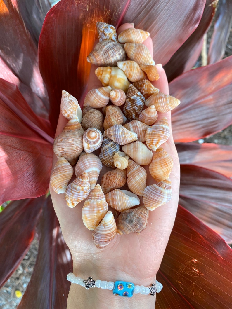 Seashell Common Dove Snail Seashells Family Columbellidae Etsy