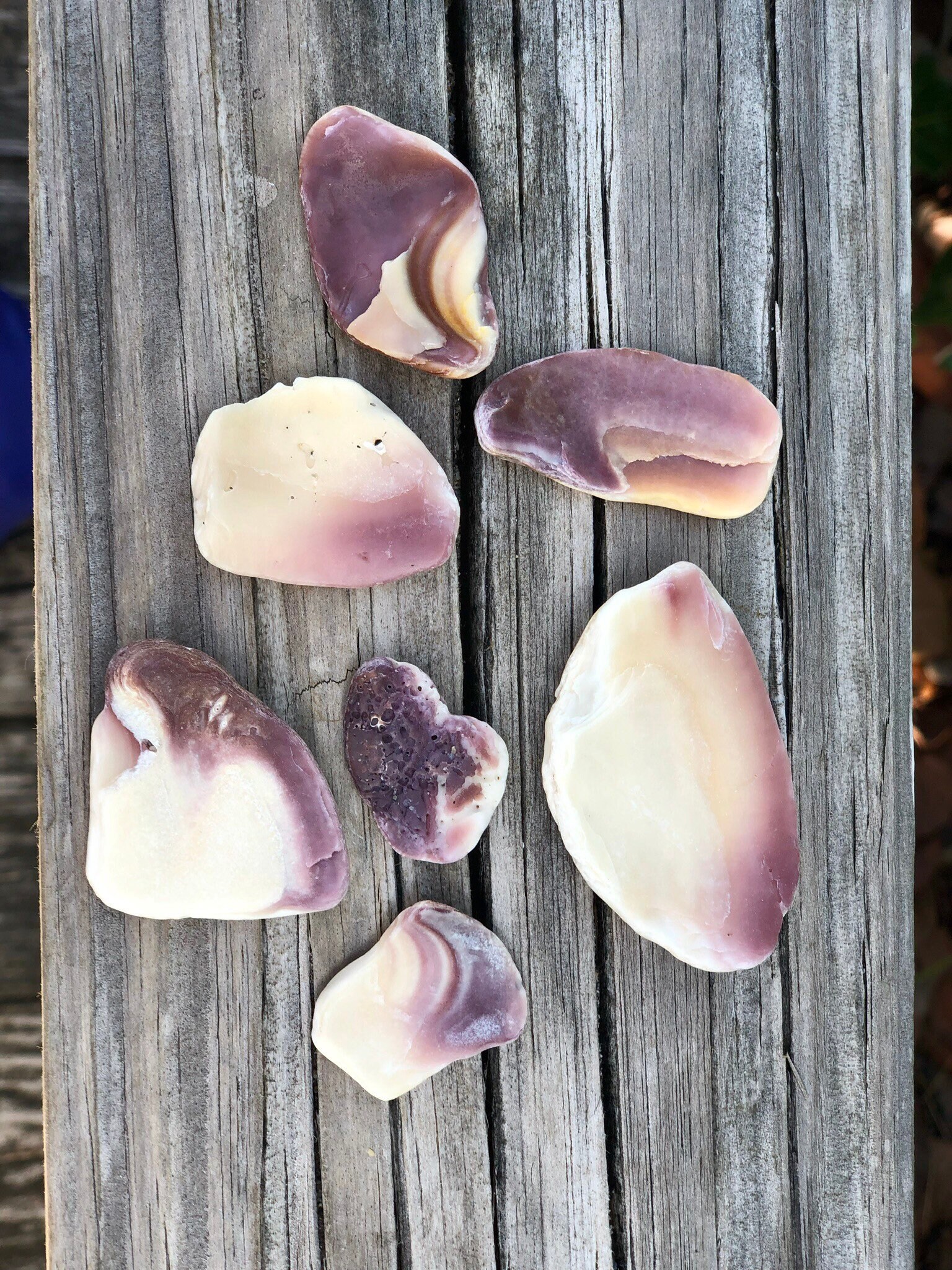 Northern Quahog bait clam or wampum 10 Pieces