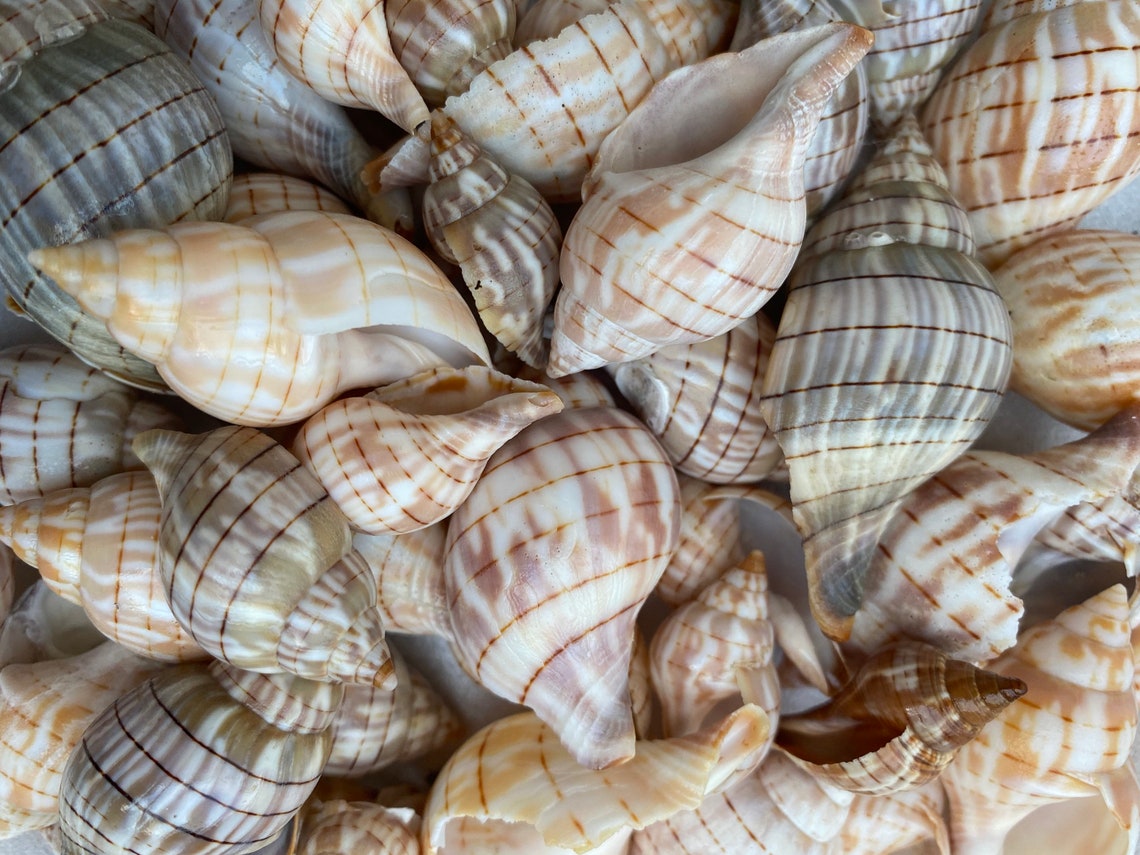 Seashells Small Eastern Banded Tulips/True tulips 1 Shell | Etsy