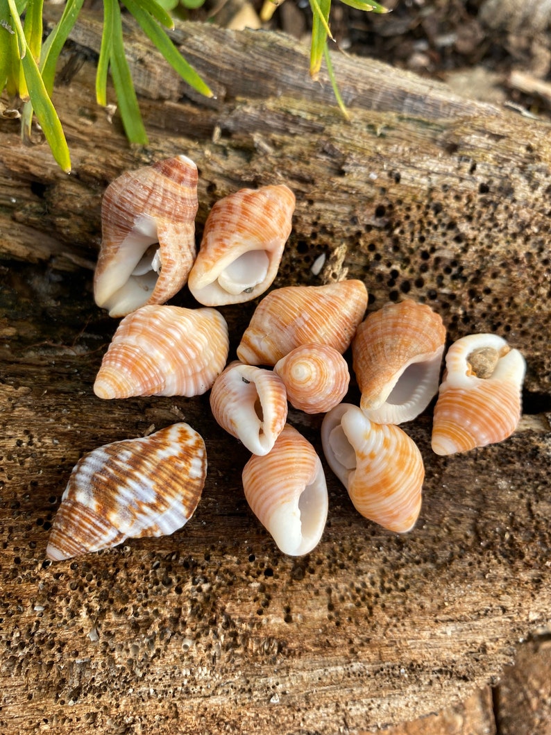 Seashell Common Dove Snail Seashells Family Columbellidae Etsy