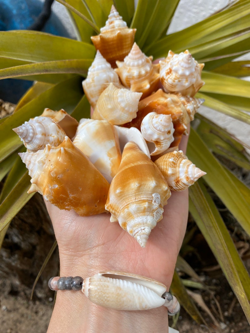Seashell Juvenile Florida Fighting Conchs strombus Alatus Etsy
