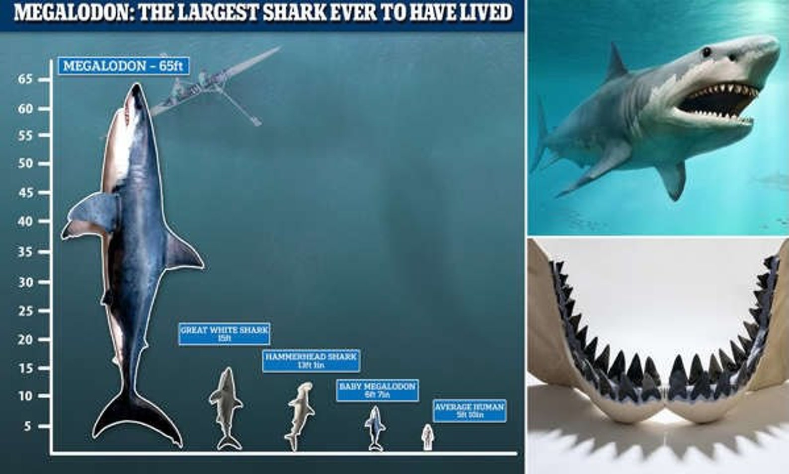 4 Megalodon Shark Tooth REAL/ 1 Pieza / Florida Fossil Etsy