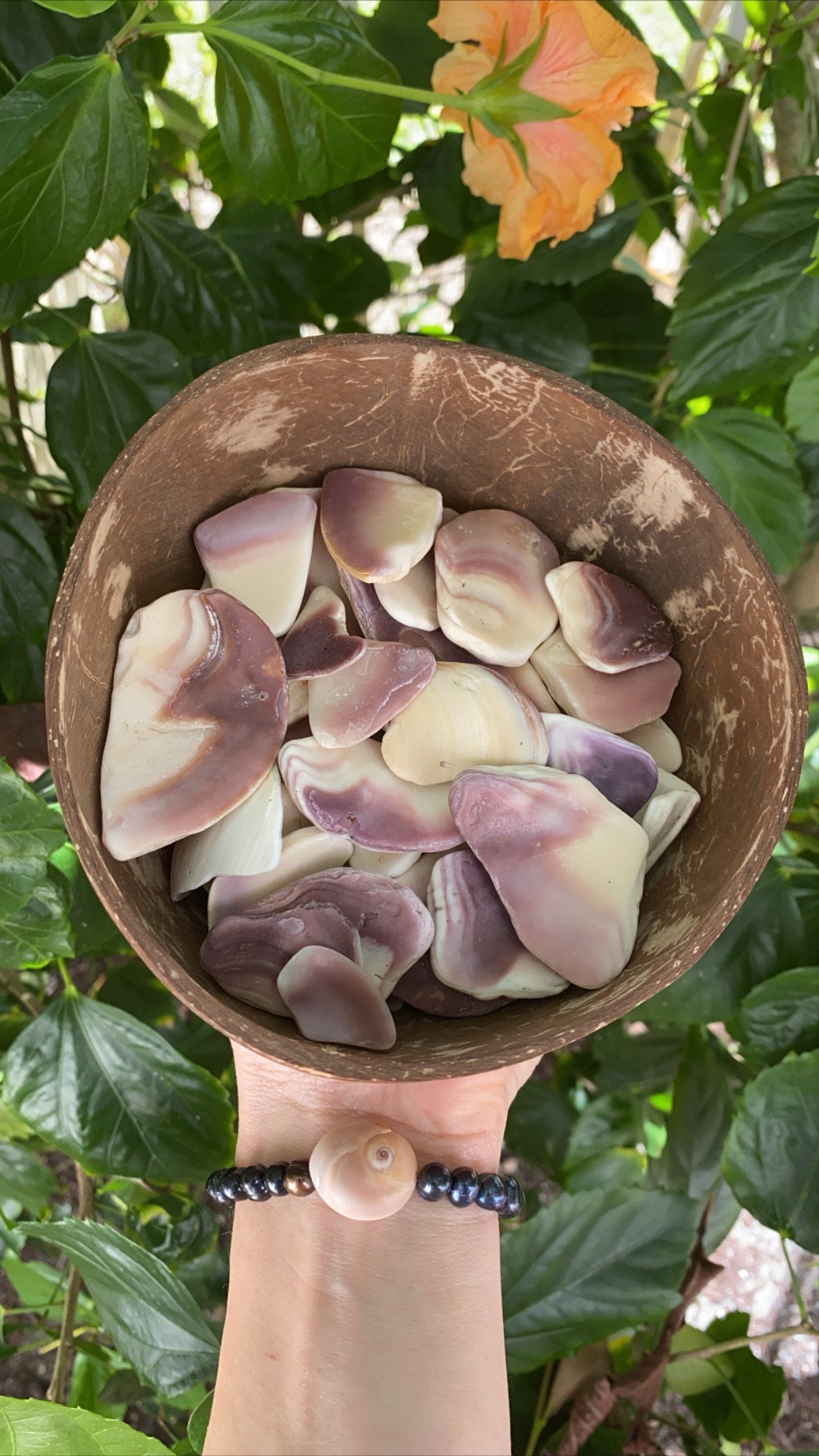 Northern Quahog bait clam or wampum 10 Pieces