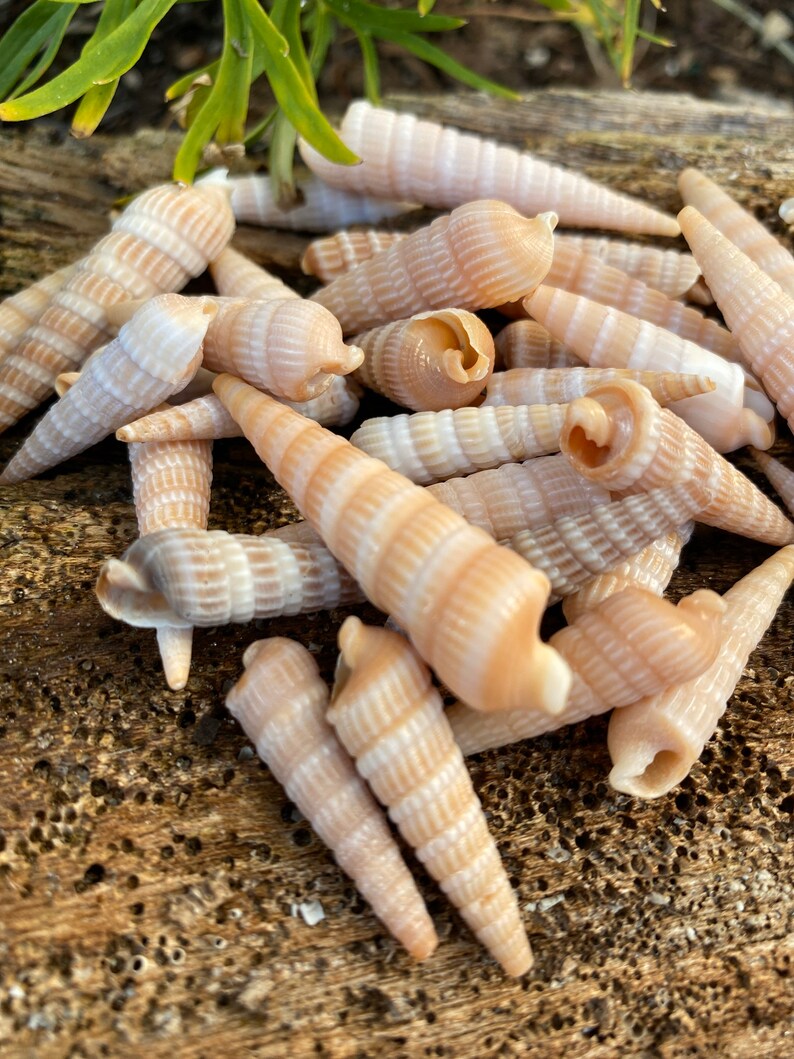 Seashell American Auger Seashells 20 Pieces Shells Etsy