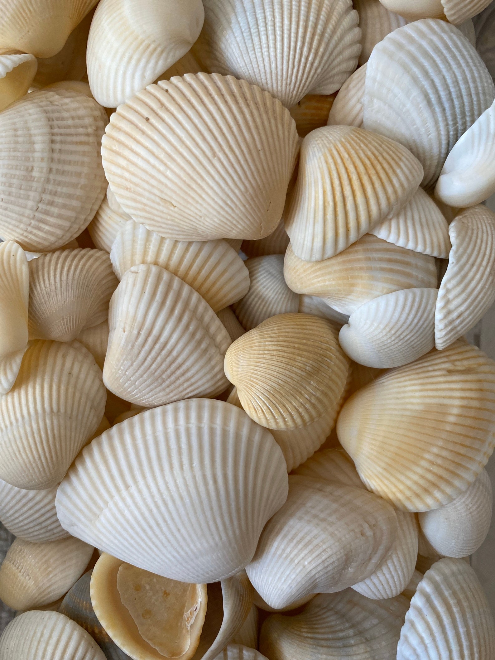 Seashell Incongruous Ark & Cut-ribbed Ark Seashells anadara - Etsy