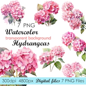 Könnte beinhalten: Sieben Aquarell-Illustrationen von rosa Hortensien mit grünen Blättern auf transparentem Hintergrund. Die Illustrationen sind perfekt für digitales Scrapbooking, Einladungen und andere kreative Projekte.