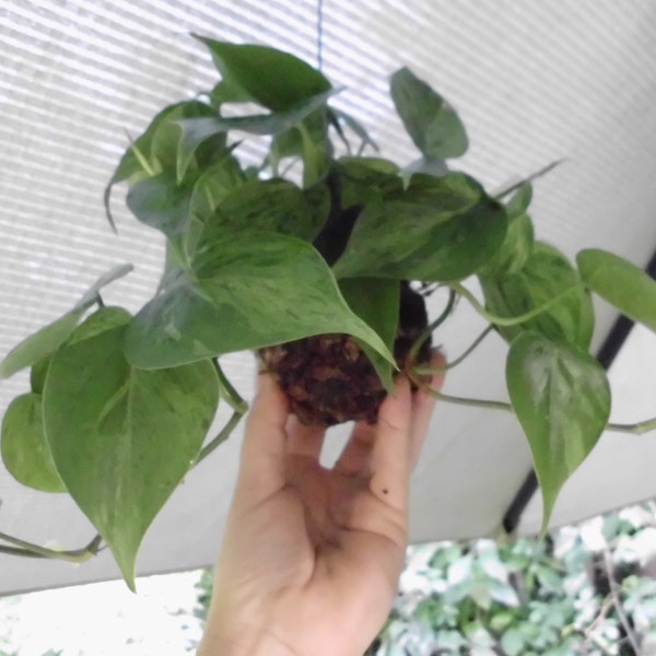 Philodendron moss ball hanger live plant dangler Kokedama inspired heart leaf philo 'charming'