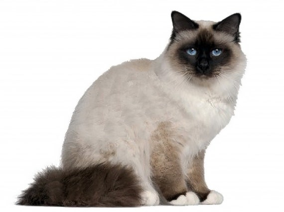 Cat - Birman~ Edible 2D Fondant Birthday Cake/Cupcake Topper ~ D6443