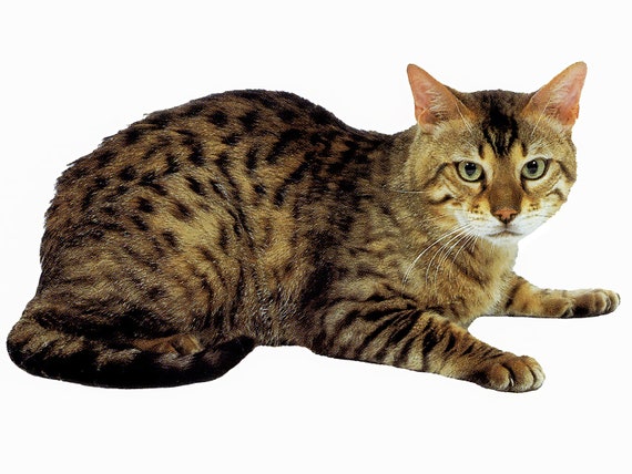 Cat - Bengal~ Edible 2D Fondant Birthday Cake/Cupcake Topper ~ D6442
