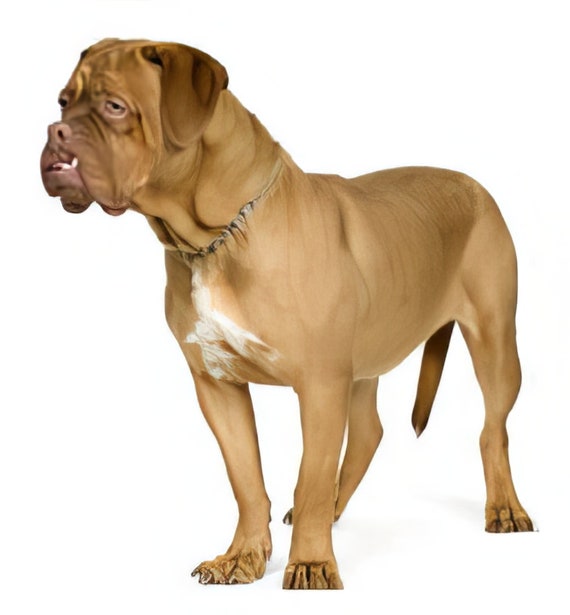 Dogue De Bordeaux Dog Birthday ~ Edible 2D Fondant Birthday Cake/Cupcake Topper ~ D6635