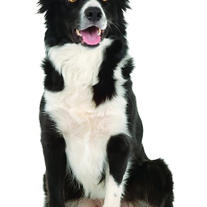Border Collie Dog Birthday ~ Edible 2D Fondant Birthday Cake/Cupcake Topper ~ D6611