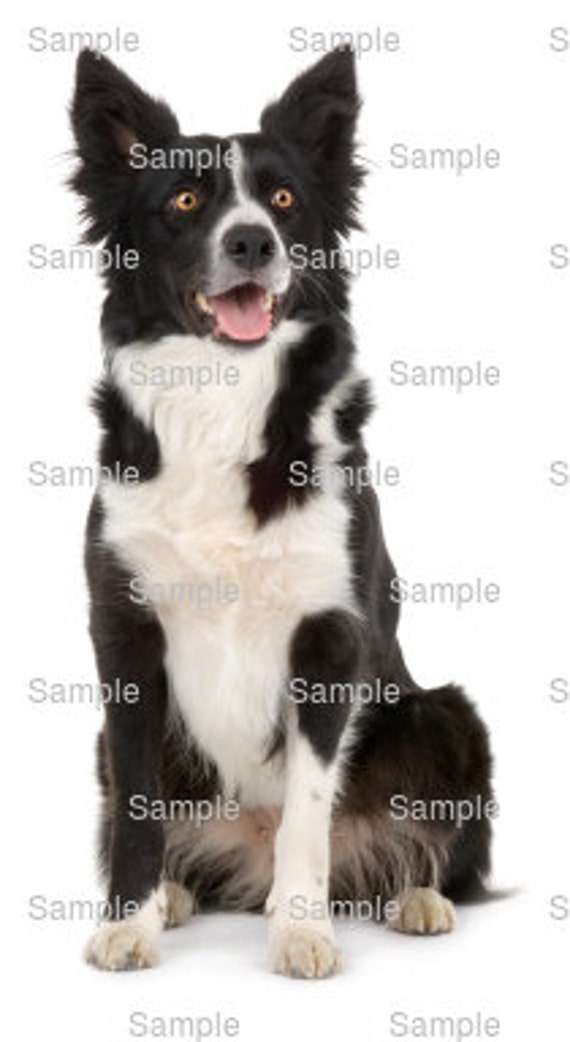 fondant border collie