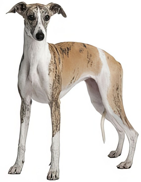 Whippet Dog Birthday ~ Edible 2D Fondant Birthday Cake/Cupcake Topper ~ D6760