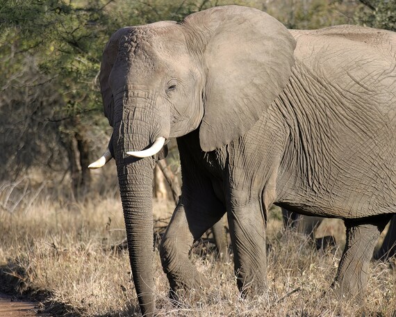 Elephant Eating African Safari Birthday ~ Edible 2D Fondant Birthday Cake/Cupcake Topper ~ D21303