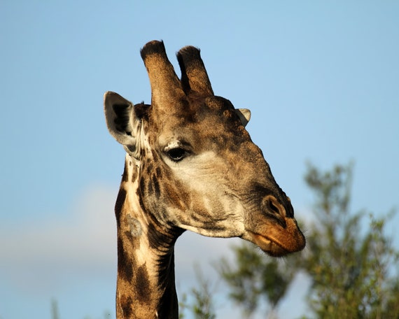 Giraffe ~ Edible 2D Fondant Birthday Cake/Cupcake Topper ~ D21149