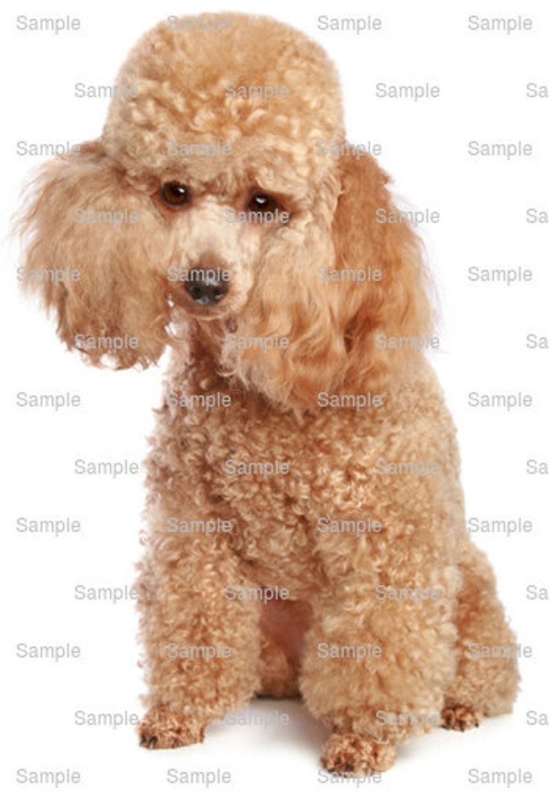 poodle fondant