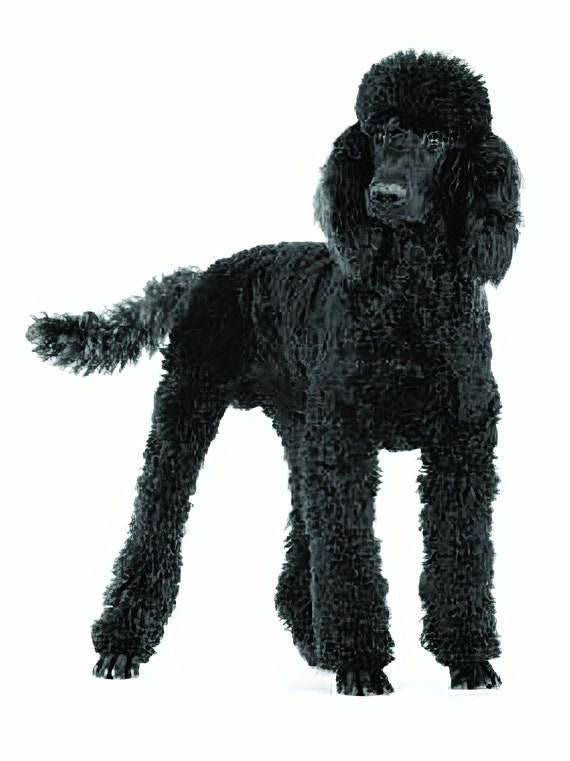 Standard Poodle Dog Birthday ~ Edible 2D Fondant Birthday Cake/Cupcake Topper ~ D6745