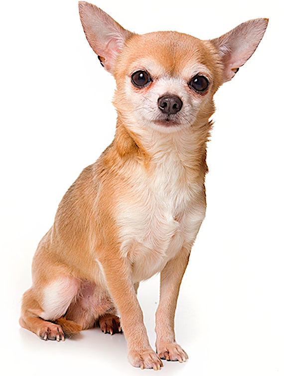 Chihuahua Dog Birthday ~ Edible 2D Fondant Birthday Cake/Cupcake Topper ~ D5411