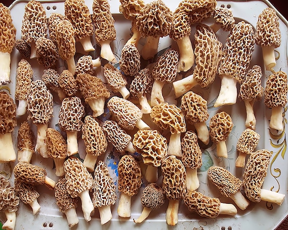 Morel Mushrooms ~ Edible 2D Icing Sheet Birthday Cake/Cupcake Topper ~ D20152