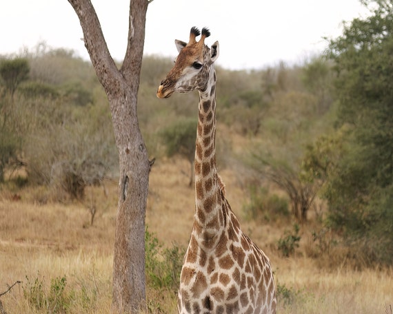 Giraffe African Safari Birthday ~ Edible 2D Fondant Birthday Cake/Cupcake Topper ~ D21130