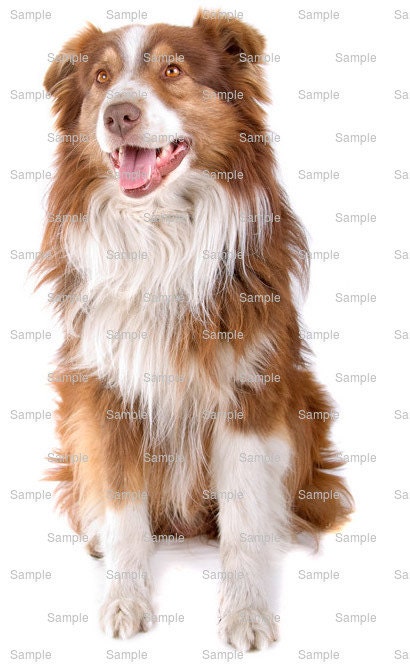 australian shepherd cupcake