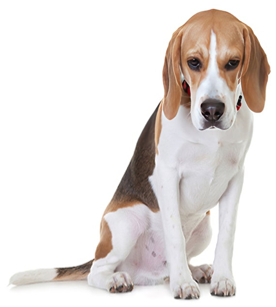 Beagle Dog Birthday ~ Edible 2D Fondant Birthday Cake/Cupcake Topper ~ D6605
