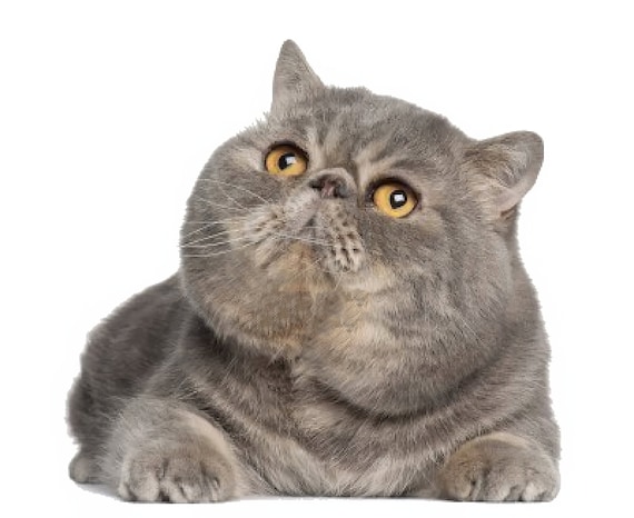 Cat - Exotic Shorthair ~ Edible 2D Fondant Birthday Cake/Cupcake Topper ~ D6452