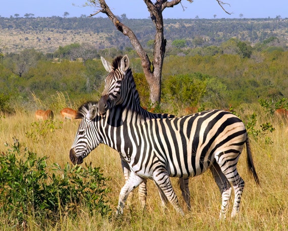 Zebras African Safari Birthday ~ Edible 2D Fondant Birthday Cake/Cupcake Topper ~ D21117