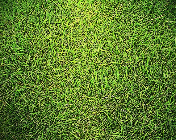 Real Grass Lawn ~ Edible 2D Fondant Birthday Cake/Cupcake Topper ~ D429
