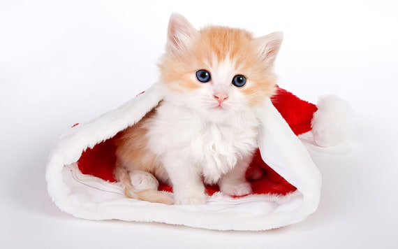Cat - Christmas Kitten ~ Edible 2D Fondant Birthday Cake/Cupcake Topper ~ D6479