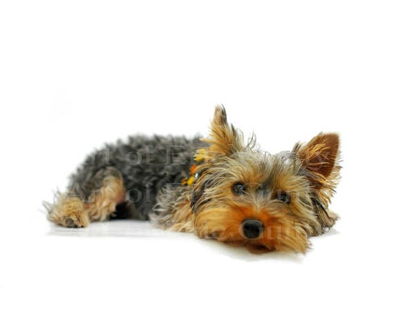 Yorkie Puppy Dog Birthday ~ Edible 2D Fondant Birthday Cake/Cupcake Topper ~ D22878
