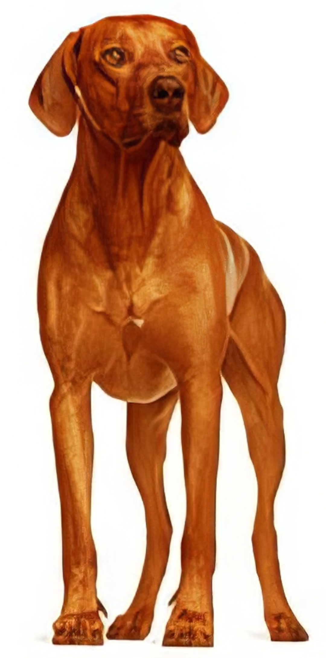 Rhodesian Ridgeback Dog Birthday ~ Edible 2D Fondant Birthday Cake ...