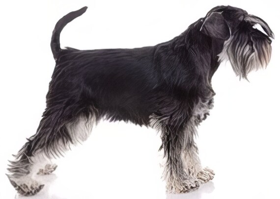 Miniature schnauzer top birthday cake
