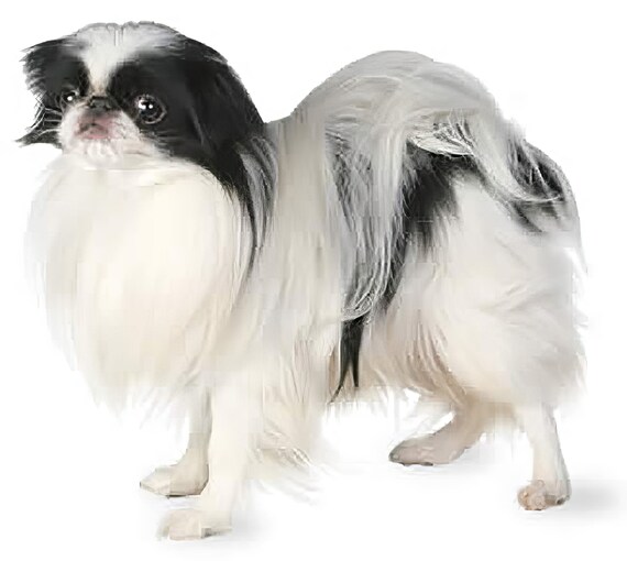 Japanese Chin ~ Edible 2D Fondant Birthday Cake/Cupcake Topper ~ D20837