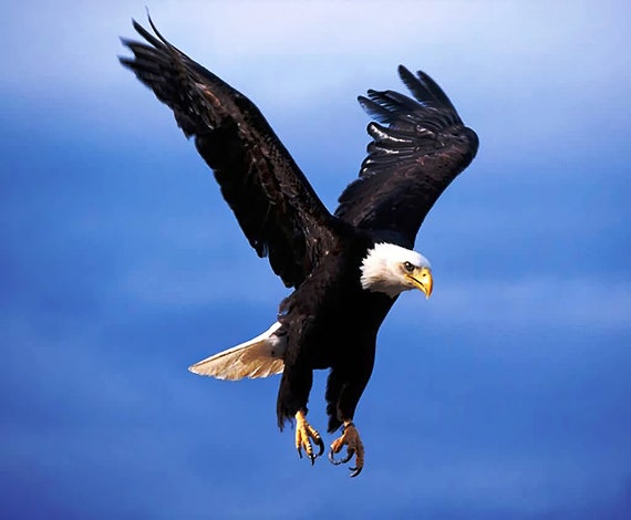 Bald Eagle Flying Birthday ~ Edible 2D Fondant Birthday Cake/Cupcake Topper ~ D4656
